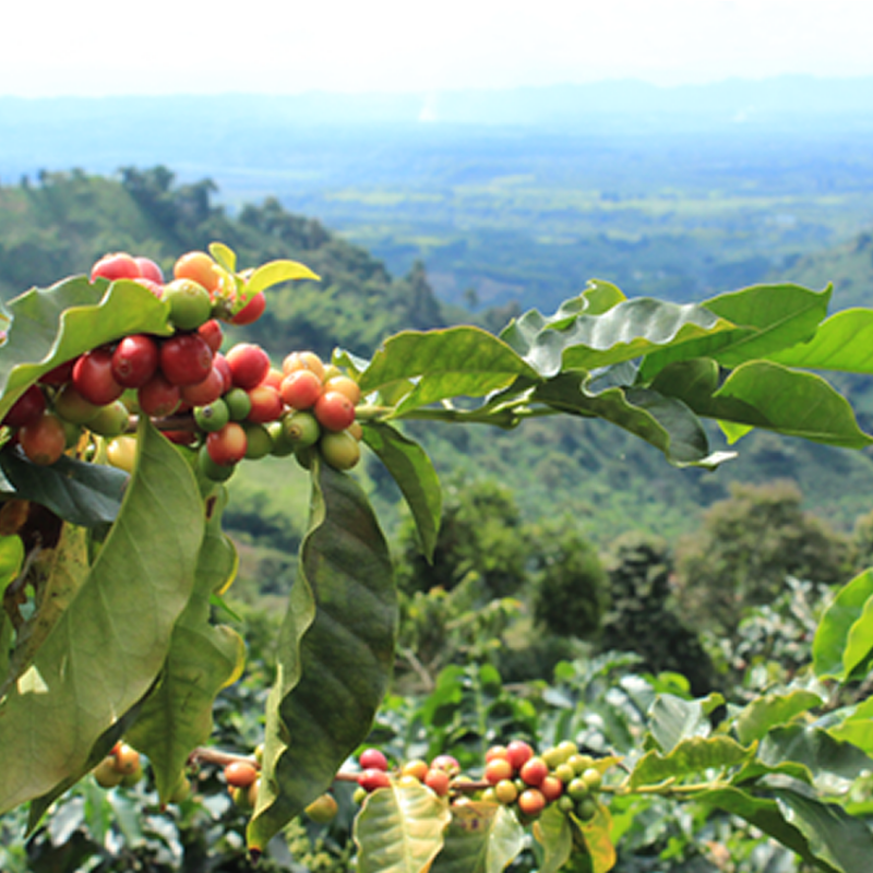 EJE CAFETERO TERRESTRE