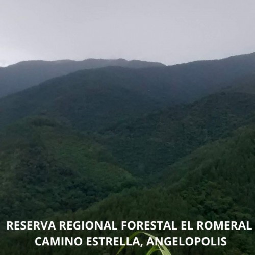 RESERVA FORESTAL EL ROMERAL - ALTO DE BANDERAS  MUNICIPIO LA ESTRELLA - ANGELOPOLIS , REGIONAL ( ANTIOQUIA)