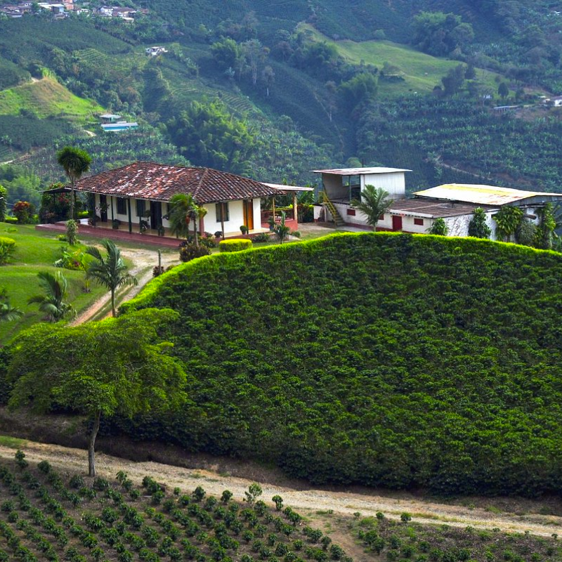 EJE CAFETERO EXCURSIÓN TERRESTRE 3 NOCHES 4 DIAS