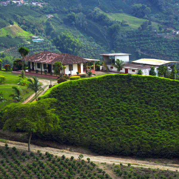 EJE CAFETERO EXCURSIÓN TERRESTRE 3 NOCHES 4 DIAS